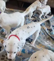 Dalmatian Red Girl, Lua, a female Dalmatian for sale in Canton, TX – Photo 4 of 10