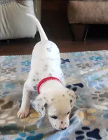 Dalmatian Red Girl, Lua, a female Dalmatian for sale in Canton, TX – Photo 5 of 10