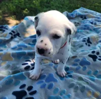 Dalmatian Red Girl, Lua, a female Dalmatian for sale in Canton, TX – Photo 1 of 10