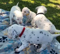 Dalmatian Red Girl, Lua, a female Dalmatian for sale in Canton, TX – Photo 8 of 10
