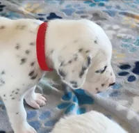 Dalmatian Red Girl, Lua, a female Dalmatian for sale in Canton, TX – Photo 6 of 10