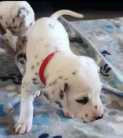 Dalmatian Red Girl, Lua, a female Dalmatian for sale in Canton, TX – Photo 7 of 10