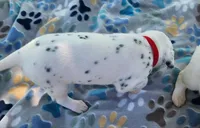 Dalmatian Red Girl, Lua, a female Dalmatian for sale in Canton, TX – Photo 2 of 10