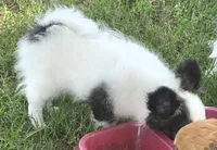 AKC Longcoat Girl Chihuahua , a female Chihuahua for sale in Canton, TX – 3 of 10