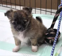 AKC Longcoat Chihuahua Girl , a female Chihuahua for sale in Canton, TX – 3 of 10