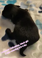 AKC Longcoat Chihuahua, black girl , a female Chihuahua for sale in Canton, TX – Photo 2 of 10