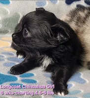 AKC Longcoat Chihuahua, black girl , a female Chihuahua for sale in Canton, TX – 2 of 8