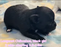 AKC Longcoat Chihuahua, black girl , a female Chihuahua for sale in Canton, TX – Photo 6 of 10