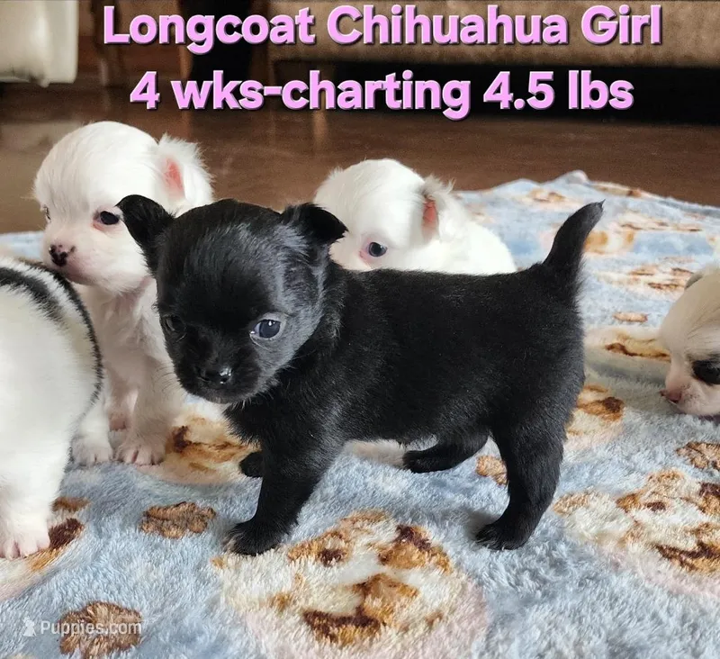 AKC Longcoat Chihuahua, black girl  – Chihuahua puppy for sale in Canton, TX