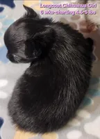 AKC Longcoat Chihuahua, black girl , a female Chihuahua for sale in Canton, TX – 5 of 8