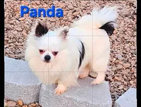 AKC Longcoat Chihuahua, black girl , a female Chihuahua for sale in Canton, TX – Photo 8 of 10