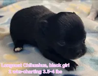 AKC Longcoat Chihuahua, black girl , a female Chihuahua for sale in Canton, TX – Photo 5 of 10