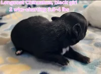 AKC Longcoat Chihuahua, black girl , a female Chihuahua for sale in Canton, TX – Photo 4 of 10
