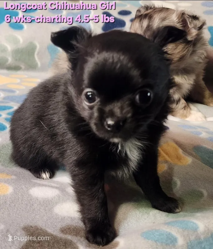 AKC Longcoat Chihuahua, black girl  – Chihuahua puppy for sale in Canton, TX