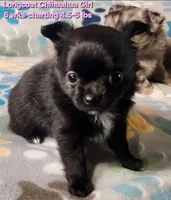 AKC Longcoat Chihuahua, black girl , a female Chihuahua for sale in Canton, TX – 1 of 8