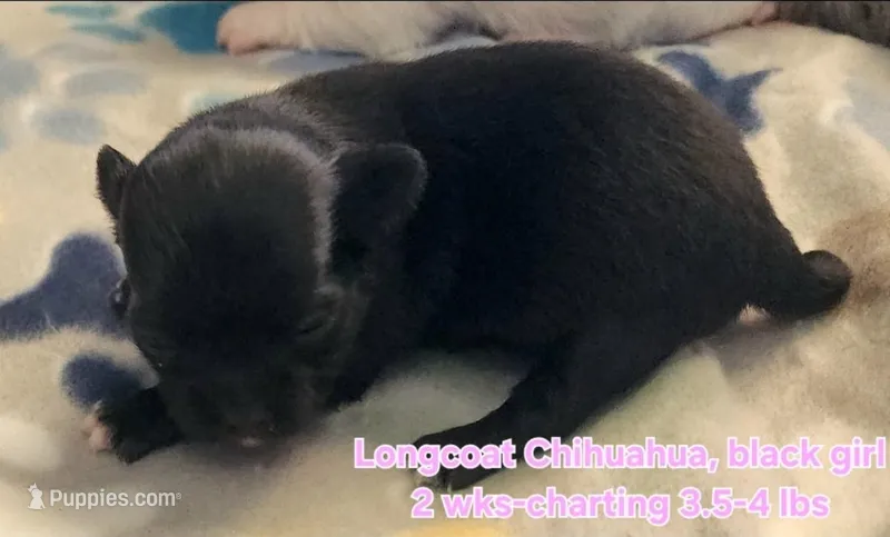 AKC Longcoat Chihuahua, black girl  – Chihuahua puppy for sale in Canton, TX