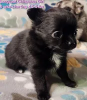 AKC Longcoat Chihuahua, black girl , a female Chihuahua for sale in Canton, TX – 4 of 8