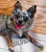 AKC Longcoat Chihuahua, black girl , a female Chihuahua for sale in Canton, TX – Photo 7 of 10