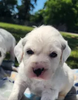 Dalmatian Longcoat Lua Green Boy, a male Dalmatian for sale in Canton, TX – Photo 1 of 10
