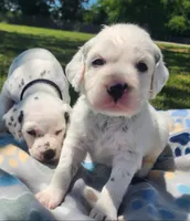 Dalmatian Longcoat Lua Green Boy, a male Dalmatian for sale in Canton, TX – Photo 4 of 10