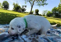 Dalmatian Longcoat Lua Green Boy, a male Dalmatian for sale in Canton, TX – Photo 7 of 10