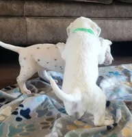 Dalmatian Longcoat Lua Green Boy, a male Dalmatian for sale in Canton, TX – Photo 6 of 10