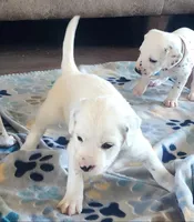 Dalmatian Longcoat Lua Green Boy, a male Dalmatian for sale in Canton, TX – Photo 8 of 10