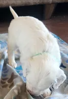 Dalmatian Longcoat Lua Green Boy, a male Dalmatian for sale in Canton, TX – Photo 3 of 10