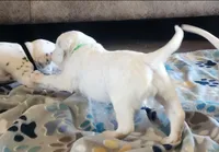 Dalmatian Longcoat Lua Green Boy, a male Dalmatian for sale in Canton, TX – Photo 9 of 10