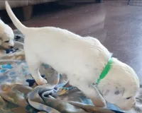 Dalmatian Longcoat Lua Green Boy, a male Dalmatian for sale in Canton, TX – Photo 2 of 10