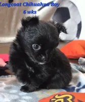 AKC Longcoat Chihuahua Blue Boy, a male Chihuahua for sale in Canton, TX – 9 of 10