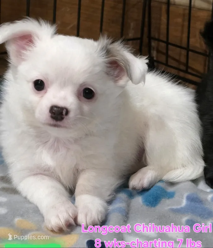 AKC Longcoat Chihuahua Girl , a female Chihuahua for sale in Canton, TX – 1 of 10