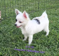 AKC Longcoat Chihuahua Girl , a female Chihuahua for sale in Canton, TX – 1 of 10