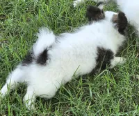 AKC Longcoat Girl Chihuahua , a female Chihuahua for sale in Canton, TX – 2 of 10