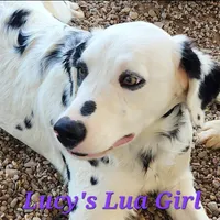 Lucy's Longcoat Lua Girl, a female Dalmatian for sale in Canton, TX – Photo 6 of 8