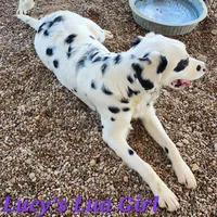 Lucy's Longcoat Lua Girl, a female Dalmatian for sale in Canton, TX – Photo 4 of 8