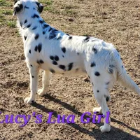 Lucy's Longcoat Lua Girl, a female Dalmatian for sale in Canton, TX – Photo 2 of 8