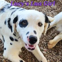 Lucy's Longcoat Lua Girl, a female Dalmatian for sale in Canton, TX – Photo 3 of 8