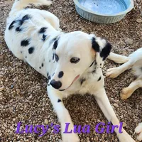Lucy's Longcoat Lua Girl, a female Dalmatian for sale in Canton, TX – Photo 7 of 8