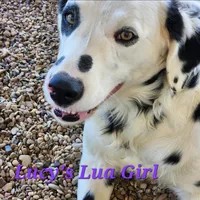 Lucy's Longcoat Lua Girl, a female Dalmatian for sale in Canton, TX – Photo 8 of 8