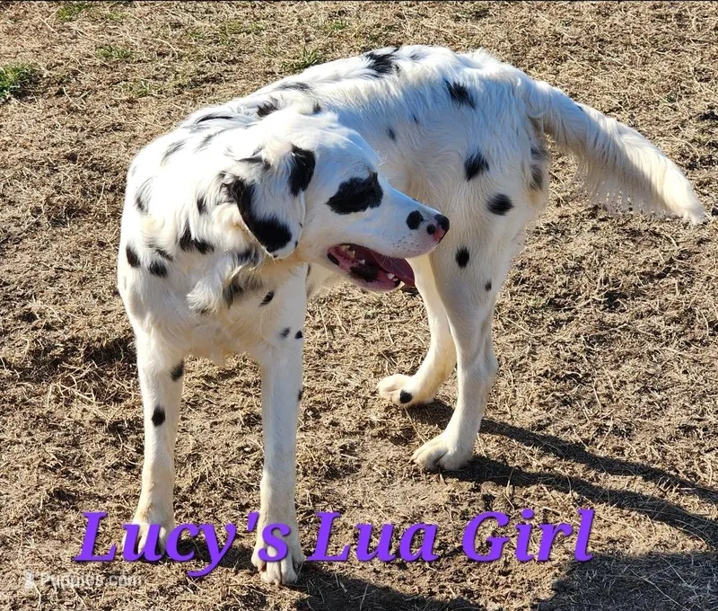 Lucy's Longcoat Lua Girl