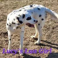 Lucy's Longcoat Lua Girl, a female Dalmatian for sale in Canton, TX – Photo 1 of 8