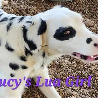Lucy's Longcoat Lua Girl, a female Dalmatian for sale in Canton, TX – Photo 5 of 8