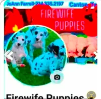 Dalmatian Pink Girl, Lua, a female Dalmatian for sale in Canton, TX – 10 of 10