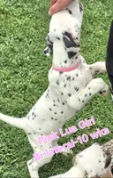 Dalmatian Pink Girl, Lua, a female Dalmatian for sale in Canton, TX – 6 of 10