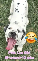 Dalmatian Pink Girl, Lua, a female Dalmatian for sale in Canton, TX – 1 of 10