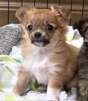 AKC Longcoat Chihuahua Girl , a female Chihuahua for sale in Canton, TX – 8 of 10