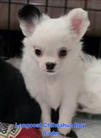 AKC Longcoat Chihuahua white boy, a male Chihuahua for sale in Canton, TX – 6 of 10
