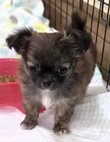AKC Longcoat Chihuahua Girl , a female Chihuahua for sale in Canton, TX – 1 of 10