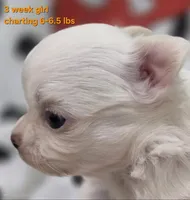 AKC Longcoat Thelma's Girl, a female Chihuahua for sale in Canton, TX – 7 of 10